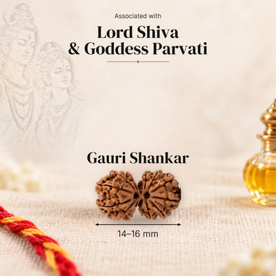 Gauri Shankar Nepal Rudraksha bead, 14–16 mm, on beige linen with moli and oil bottle, size arrow below, associated with Lord Shiva & Goddess Parvati.