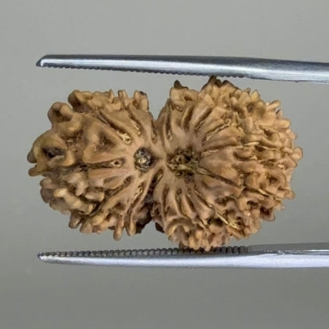 17 Mukhi Gauri Shankar Nepal 22.80 mm Natural Rudraksha Report No. RDGJ622479