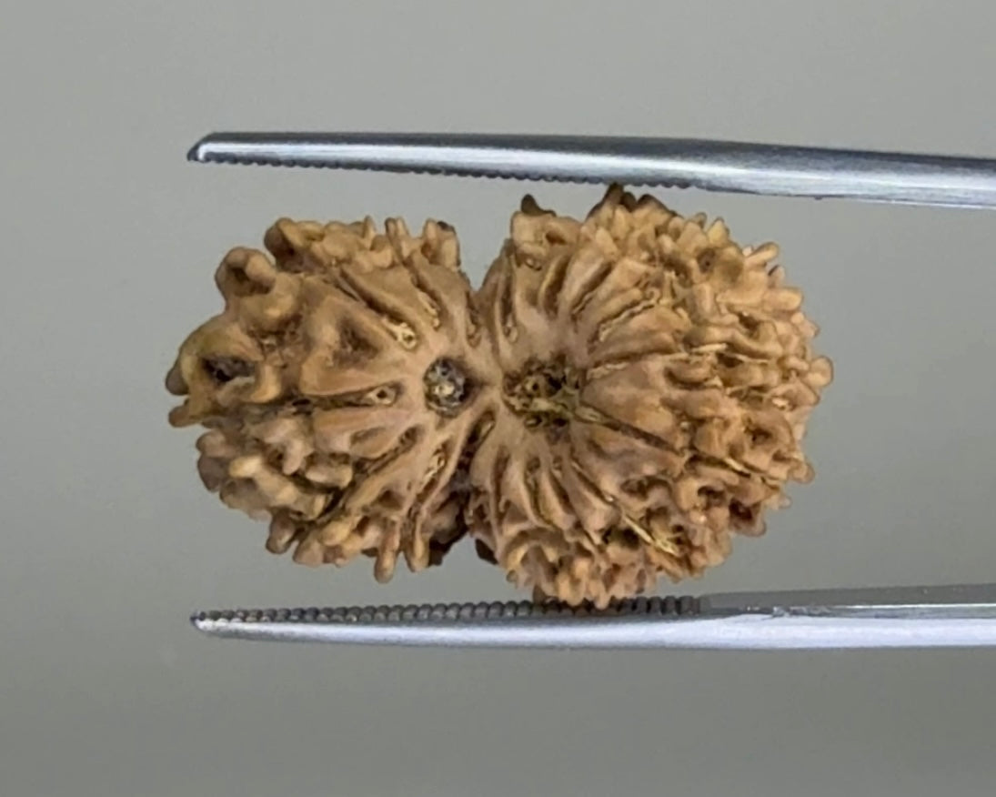 Natural 17 Mukhi Gauri Shankar Nepal rudraksha with carved twin faces close-up