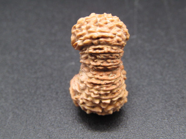 Side view of natural 22 Mukhi Indonesia rudraksha seed with detailed ridged pattern