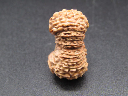 Side view of natural 22 Mukhi Indonesia rudraksha seed with detailed ridged pattern