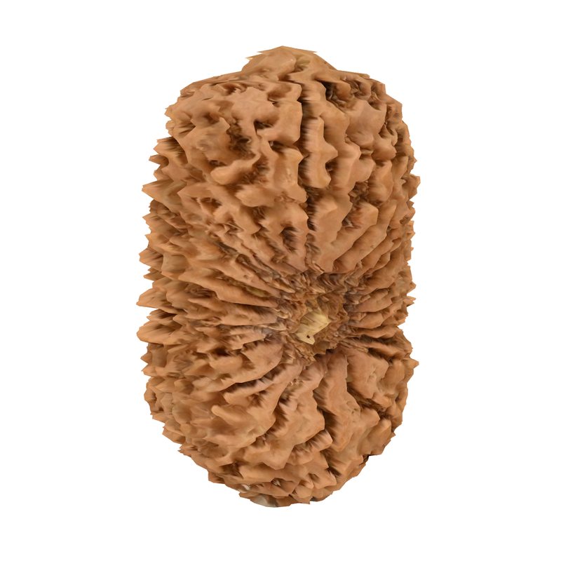Natural Rudraksha bead showing its deep natural grooves (mukhi lines)